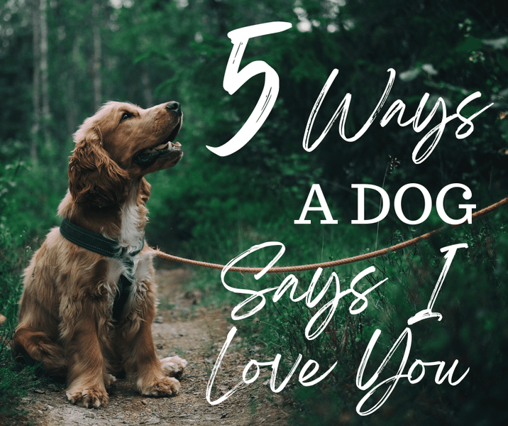 5 Ways A Dog Says I Love You