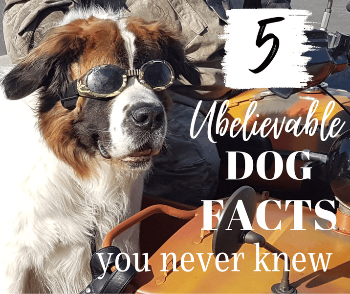 5 Unbelievable Dog Facts You Never Knew