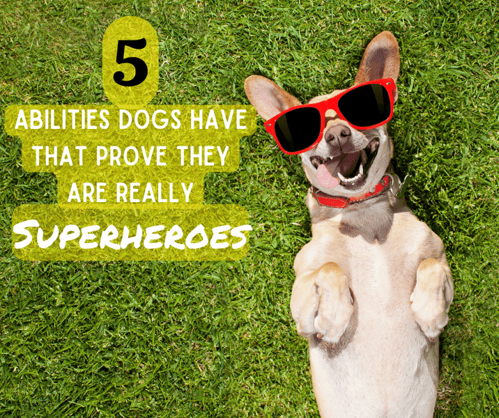 5 Abilities Dogs Have That Prove They Are Really Superheroes
