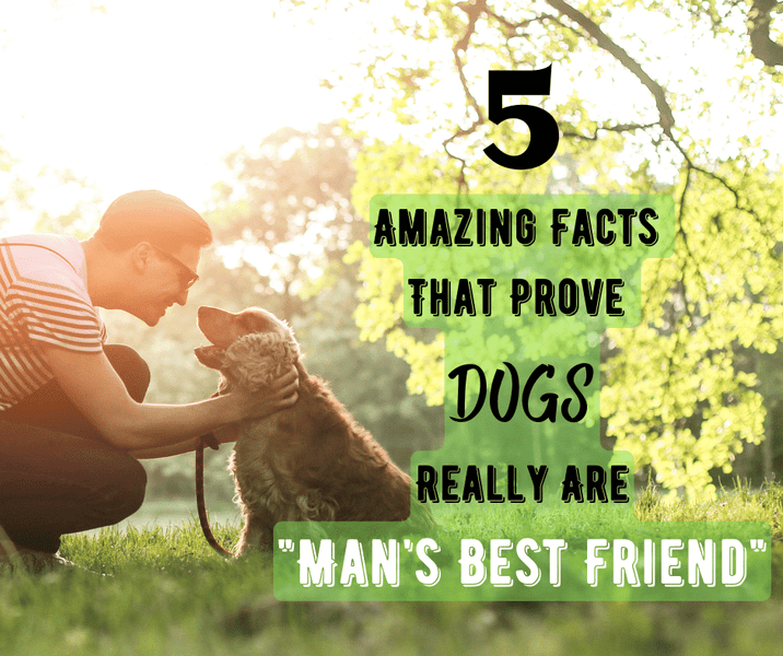 5 Amazing Facts That Prove Dogs Really Are "Mans Best Friend"