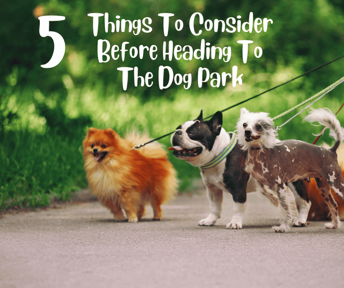 5 Things To Consider Before Heading To The Dog Park