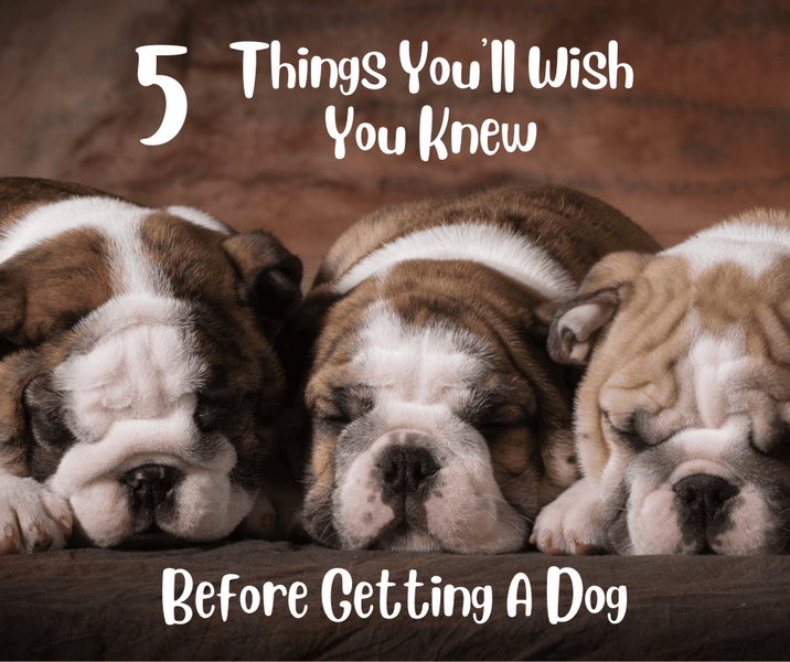 5 Things You'll Wish You Knew Before Getting A Dog