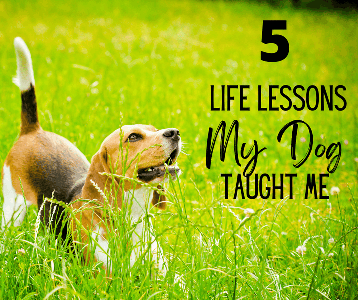 5 Life Lessons My Dog Taught Me