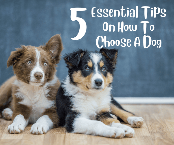 5 Essential Tips On How To Choose A Dog