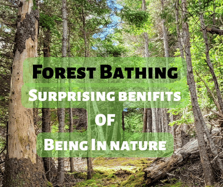 Forest Bathing - Surprising Benifits Of Being In Nature