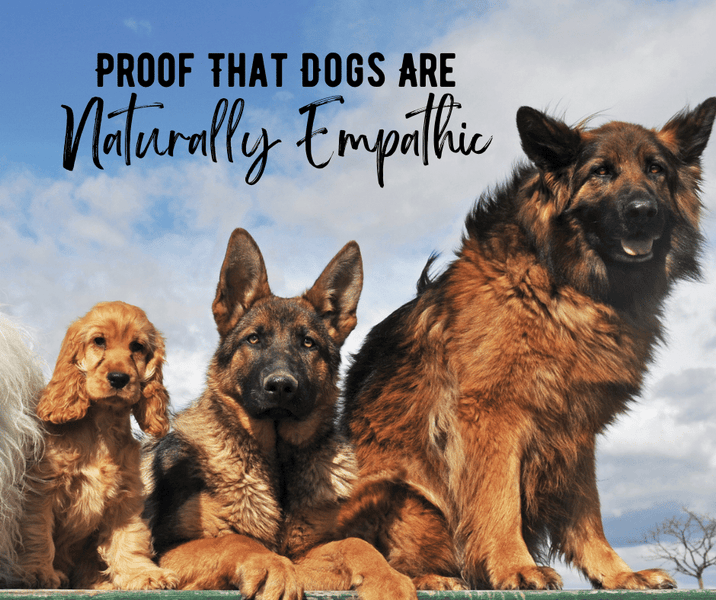 Proof That Dogs Are Naturally Empathic