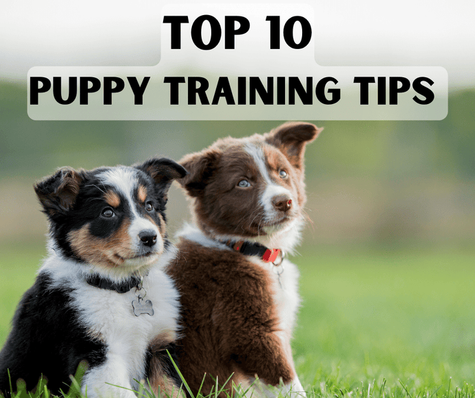 Top 10 Puppy Training Tips